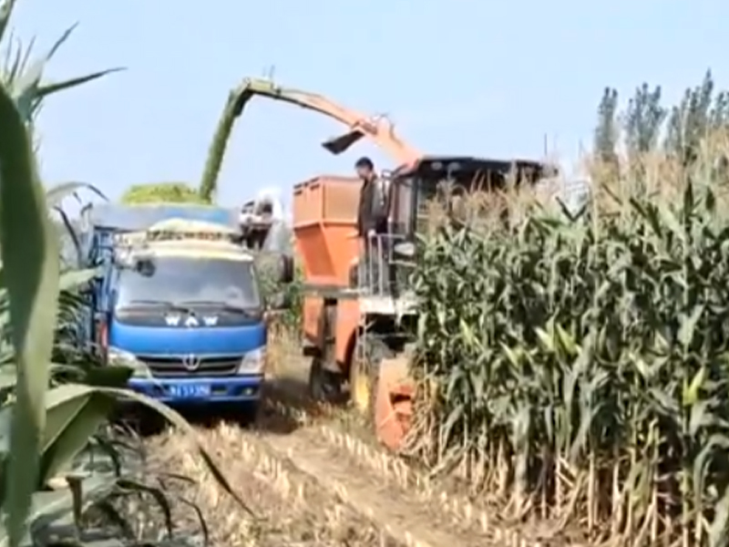 輪式升級(jí)版·2個(gè)出料口遙控切換-收割玉米跟車(chē)作業(yè)